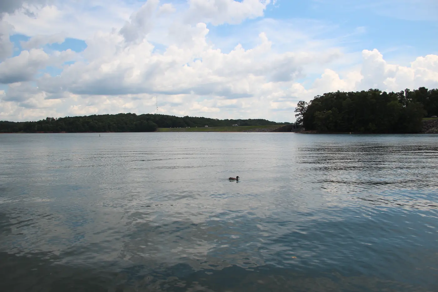 Rippled Lake Lanier water with a single duck, wooded shorelines and a long low embankment under a bright cloudy sky